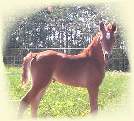 Our featured horse is a filly with a floating trot.  For Sale.