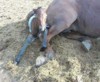 This Morgan foal was born on a sunny afternoon.