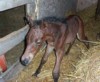 This Morab-Arabian cross foal was born on a quiet spring morning.