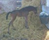 This Morab-Arabian cross foal was born on a quiet spring morning.