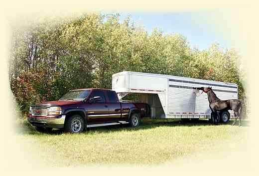 Watch for All Heart Morgans truck and trailer at a Horse Show near you.